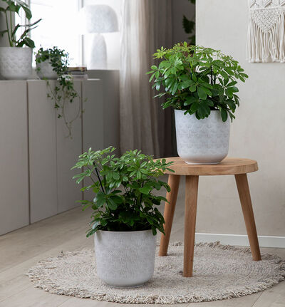 Ginko blomsterpotte hvit 25 cm Ginko blomsterpotte hvit 25 cm